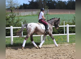 Polnisches Warmblut, Hengst, 4 Jahre, 165 cm, Tigerschecke