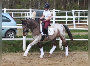 Polnisches Warmblut, Hengst, 4 Jahre, 165 cm, Tigerschecke