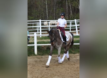 Polnisches Warmblut, Hengst, 4 Jahre, 165 cm, Tigerschecke