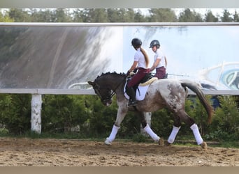 Polnisches Warmblut, Hengst, 4 Jahre, 165 cm, Tigerschecke