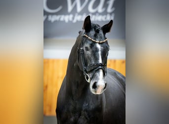 Polnisches Warmblut, Hengst, 4 Jahre, 168 cm, Kann Schimmel werden