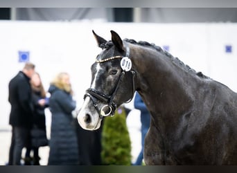 Polnisches Warmblut, Hengst, 4 Jahre, 168 cm, Kann Schimmel werden