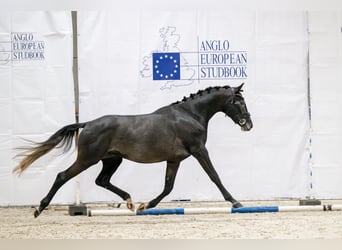 Polnisches Warmblut, Hengst, 4 Jahre, 168 cm, Kann Schimmel werden