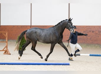 Polnisches Warmblut, Hengst, 4 Jahre, 168 cm, Kann Schimmel werden