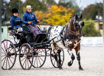 Polnisches Warmblut, Hengst, 8 Jahre, 165 cm, Tigerschecke