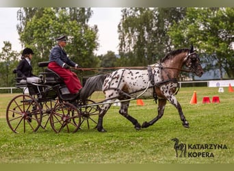 Polnisches Warmblut, Hengst, 8 Jahre, 165 cm, Tigerschecke