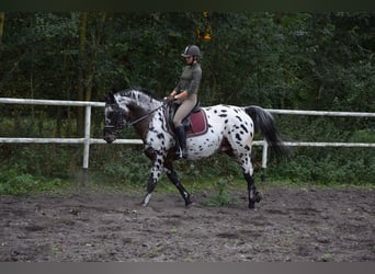 Polnisches Warmblut, Hengst, 8 Jahre, 165 cm, Tigerschecke