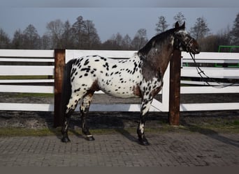 Polnisches Warmblut, Hengst, 9 Jahre, 165 cm, Tigerschecke