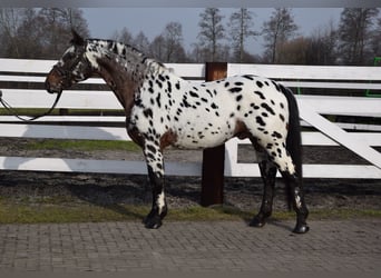 Polnisches Warmblut, Hengst, 9 Jahre, 165 cm, Tigerschecke