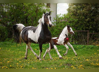 Polnisches Warmblut Mix, Hengst, Fohlen (04/2023), 165 cm, Schecke