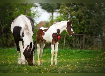 Polnisches Warmblut Mix, Hengst, Fohlen (04/2023), 165 cm, Schecke