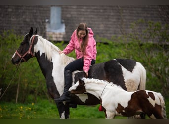 Polnisches Warmblut Mix, Hengst, Fohlen (04/2023), 165 cm, Schecke