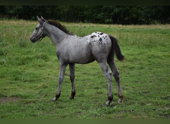 Polnisches Warmblut, Hengst, Fohlen (03/2024), 165 cm, Tigerschecke