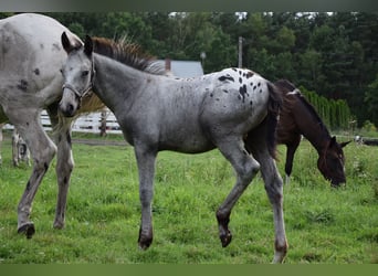 Polnisches Warmblut, Hengst, Fohlen (03/2024), 165 cm, Tigerschecke