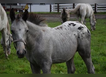 Polnisches Warmblut, Hengst, Fohlen (03/2024), 165 cm, Tigerschecke