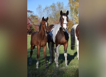 Polnisches Warmblut, Hengst, Fohlen (04/2023), 170 cm, Brauner