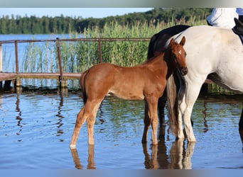 Polnisches Warmblut, Hengst, , 170 cm, Dunkelfuchs