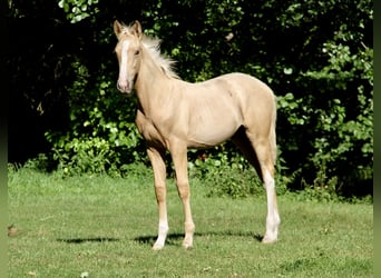 Polnisches Warmblut, Hengst, Fohlen (06/2025), 170 cm, Palomino