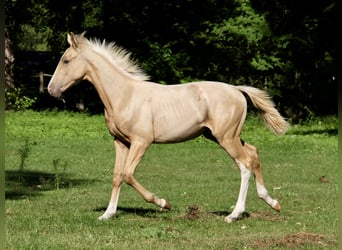 Polnisches Warmblut, Hengst, Fohlen (06/2025), 170 cm, Palomino
