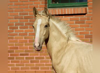 Polnisches Warmblut, Hengst, Fohlen (06/2025), 170 cm, Palomino