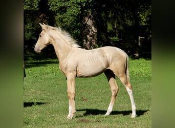 Polnisches Warmblut, Hengst, Fohlen (06/2025), 170 cm, Palomino