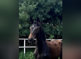 Polnisches Warmblut, Hengst, Fohlen (04/2024), 170 cm, Schwarzbrauner