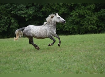 Polnisches Warmblut Mix, Stute, 10 Jahre, 159 cm, Apfelschimmel