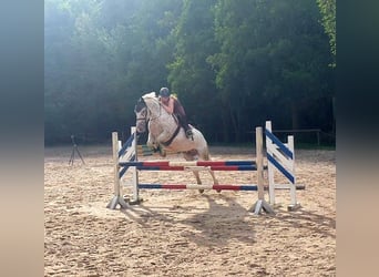 Polnisches Warmblut, Stute, 10 Jahre, 163 cm, Tigerschecke