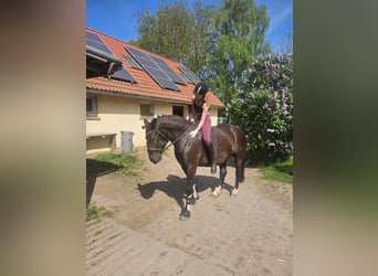 Polnisches Warmblut, Stute, 11 Jahre, 155 cm, Rappe