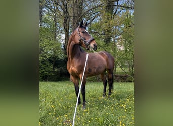 Polnisches Warmblut, Stute, 11 Jahre, 159 cm, Brauner