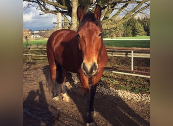 Polnisches Warmblut, Stute, 11 Jahre, 160 cm, Brauner