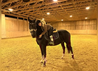 Polnisches Warmblut, Stute, 11 Jahre, 162 cm