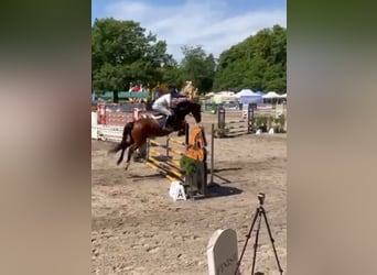 Polnisches Warmblut, Stute, 12 Jahre, 165 cm, Brauner