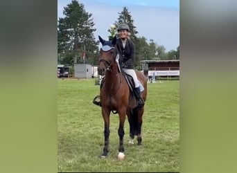 Polnisches Warmblut, Stute, 12 Jahre, 165 cm, Brauner