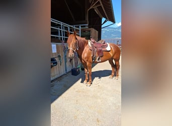 Polnisches Warmblut, Stute, 13 Jahre, 165 cm, Dunkelfuchs