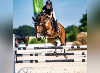 Polnisches Warmblut, Stute, 13 Jahre, 171 cm, Brauner