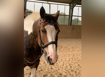 Polnisches Warmblut Mix, Stute, 14 Jahre, 154 cm, Schecke