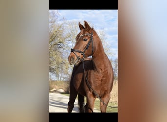 Polnisches Warmblut Mix, Stute, 14 Jahre, 159 cm, Hellbrauner