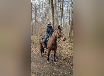 Polnisches Warmblut, Stute, 14 Jahre, 165 cm