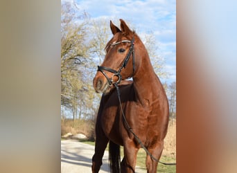 Polnisches Warmblut Mix, Stute, 15 Jahre, 160 cm, Fuchs