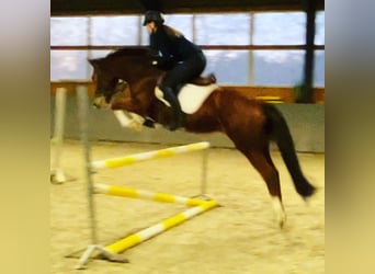 Polnisches Warmblut, Stute, 15 Jahre, 164 cm, Brauner