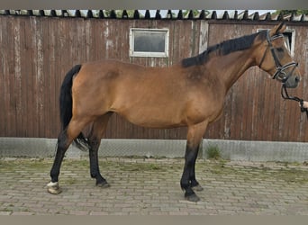 Polnisches Warmblut, Stute, 15 Jahre, 165 cm, Brauner