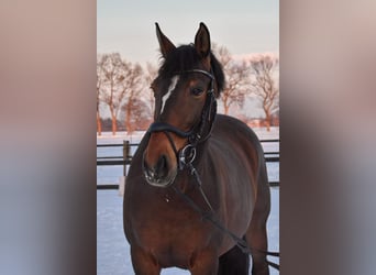 Polnisches Warmblut, Stute, 17 Jahre, 165 cm, Brauner