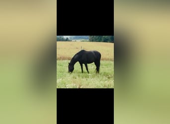 Polnisches Warmblut, Stute, 17 Jahre, 165 cm, Rappe