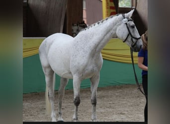 Polnisches Warmblut, Stute, 17 Jahre, 165 cm, Schimmel