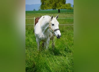 Polnisches Warmblut, Stute, 17 Jahre, 165 cm, Schimmel