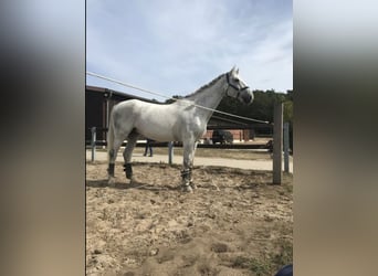Polnisches Warmblut, Stute, 17 Jahre, 167 cm, Fliegenschimmel