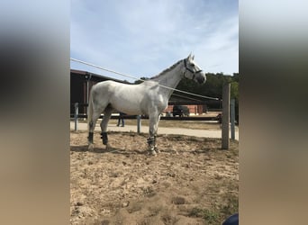 Polnisches Warmblut, Stute, 17 Jahre, 168 cm, Schimmel