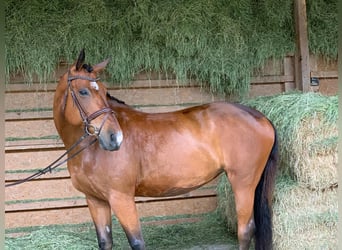 Polnisches Warmblut, Stute, 19 Jahre, 167 cm, Brauner