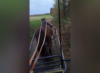 Polnisches Warmblut, Stute, 19 Jahre, 168 cm, Brauner